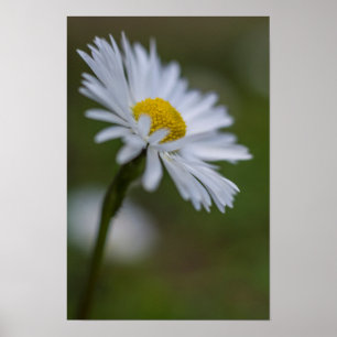 Poster Daisy Floral Nature Photography