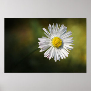 Poster Daisy Flower Floral Nature Photography