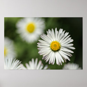 Poster Daisy Flower In Bloom