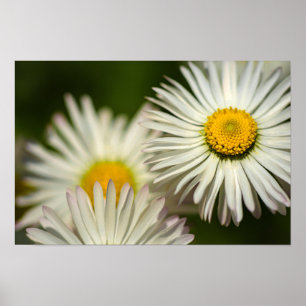 Poster Daisy Flowers Floral Nature Photography