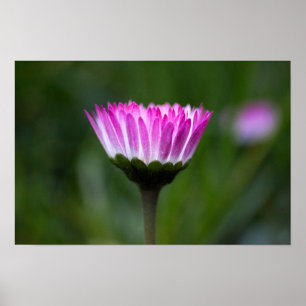 Poster Daisy Photography