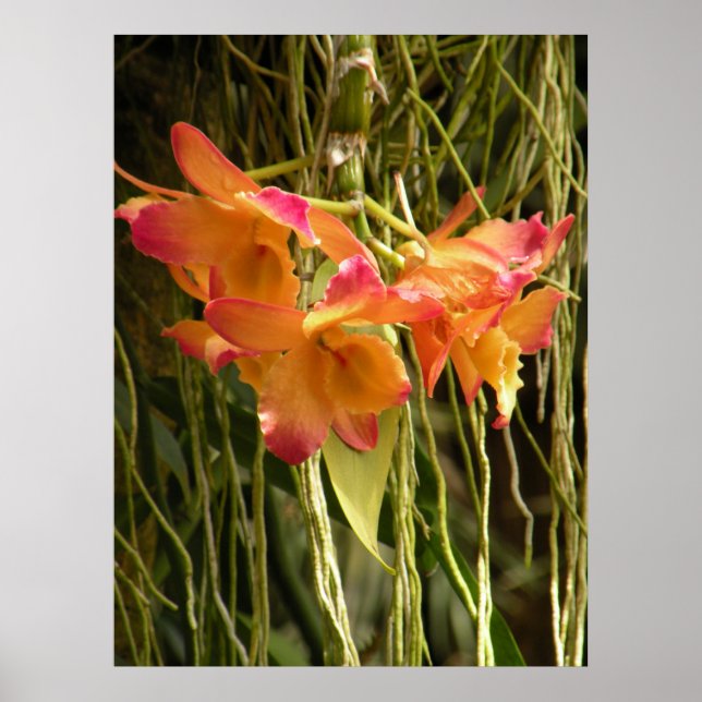 Poster, Dendrobium Orchids Orange and Pink Poster (Front)