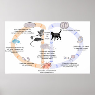 Poster Diagram life cycle of Toxoplasma gondii