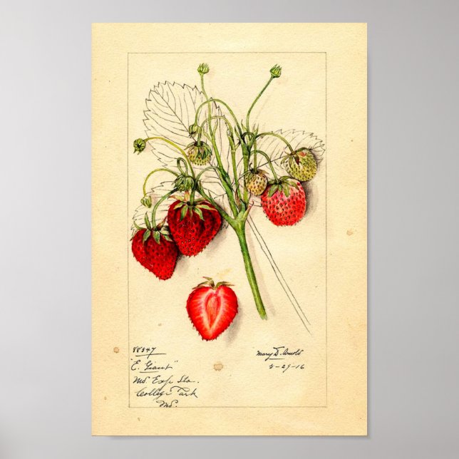 Poster - Eaton Early Giant Strawberries (Front)