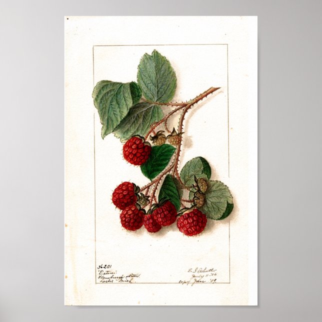 Poster - Eaton Red Raspberries Ellen Schutt 1906 (Front)