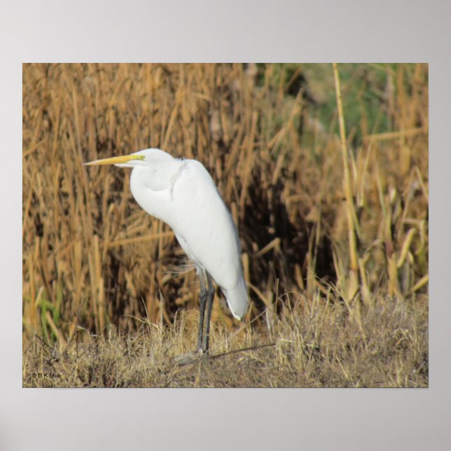 Poster - Egret in Grass (Front)
