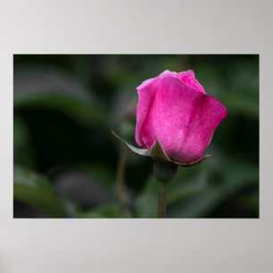 Poster Elegant Pink Rosebud