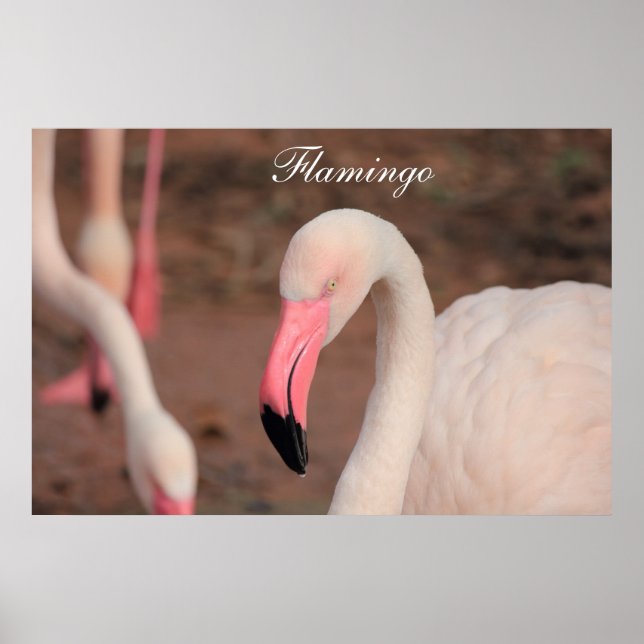 Poster Flamingo (Front)