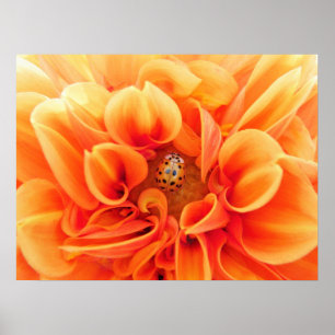 Poster-Flower/Ladybug Poster