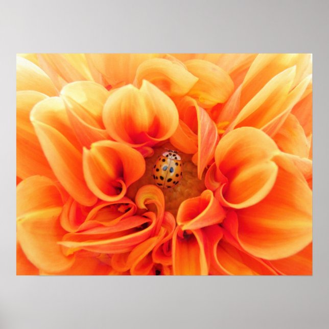 Poster-Flower/Ladybug Poster (Front)