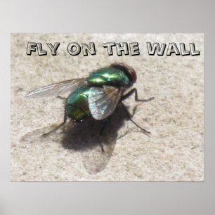 Poster - Fly on the Wall