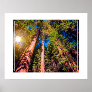 Poster-Forest Poster