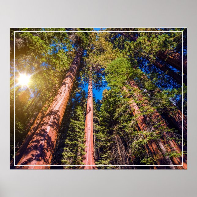 Poster-Forest Poster (Front)