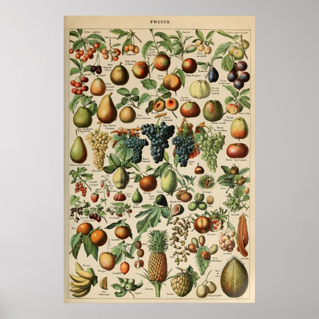Poster Fruta Adolphe Millot Le Larousse Pour Tous (Front)