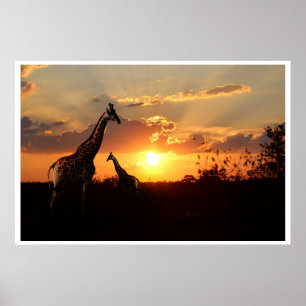 Poster Giraffes at an African Sunset