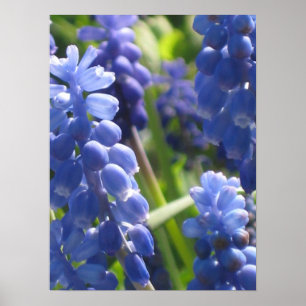Poster - Grape Hyacinth