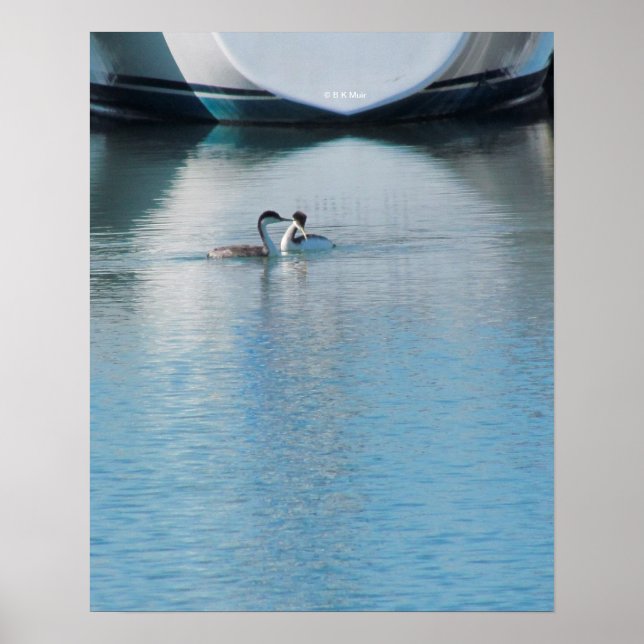Poster - Grebes on Calm Harbour (Front)