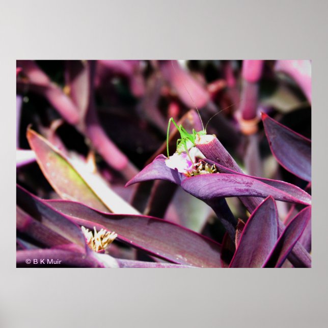 Poster - Green Grasshopper in Purple Plant (Front)