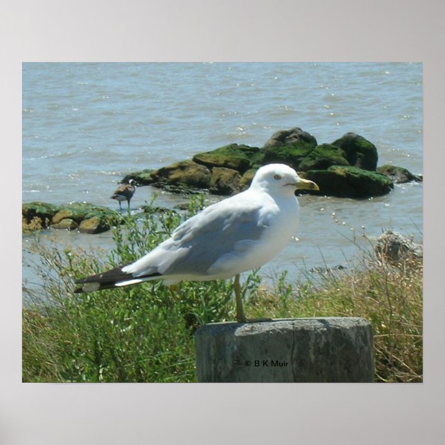 Poster - Gull on Piling (Front)