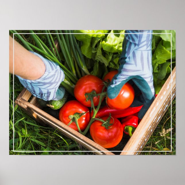 Poster-Harvest Poster (Front)
