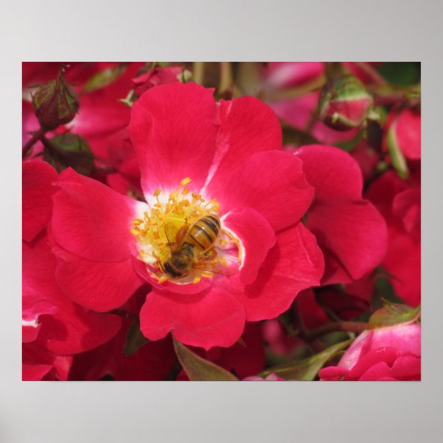 Poster - Honey Bee on Rose (Front)