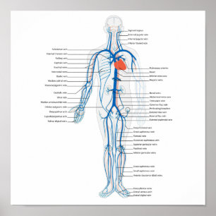 Poster Human Circulatory System of Veins