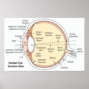 Poster Human Eye Ball Anatomical Diagram