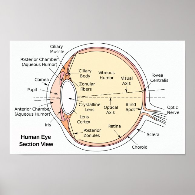 Poster Human Eye Ball Anatomical Diagram (Front)