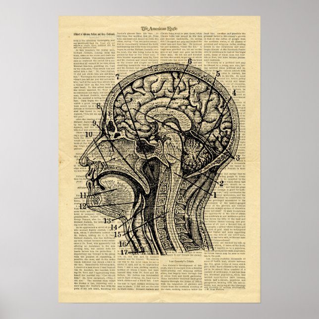 Poster Human Head Brain Anatomy on newspaper (Front)