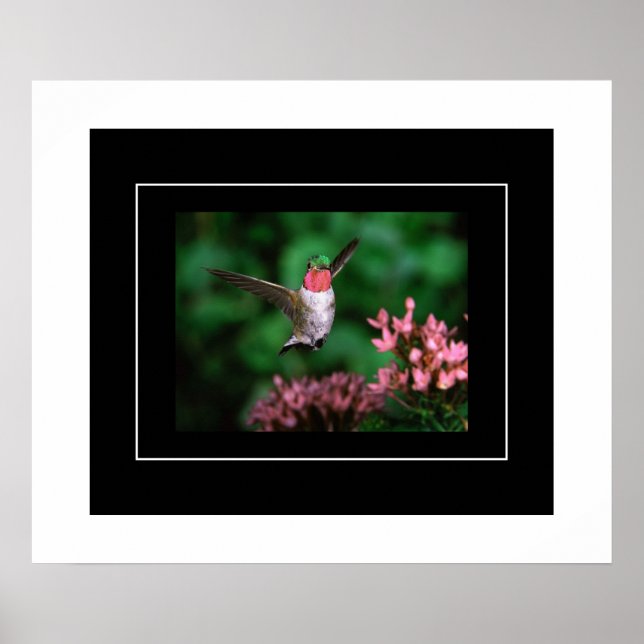 Poster-Hummingbird Poster (Front)