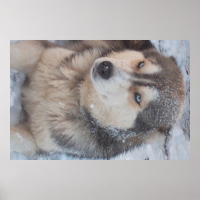 Poster Husky (Front)