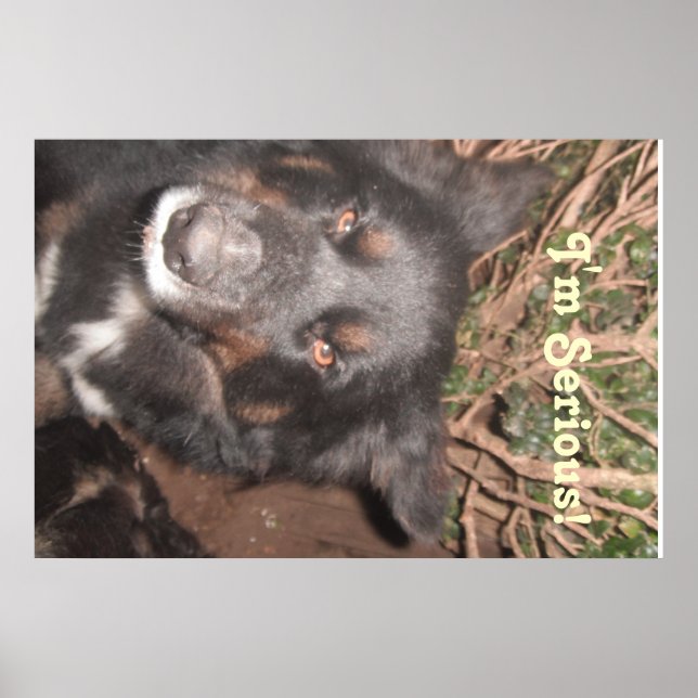 Poster Husky Collie Cross (Front)