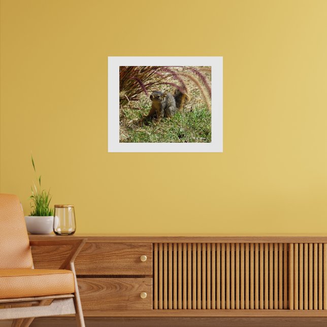 Poster - Inquisitive Squirrel (Living Room 2)
