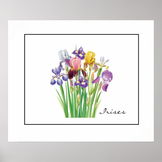 Poster-Irises Poster (Front)