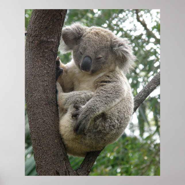 Poster Koala In Tree Australia (Front)