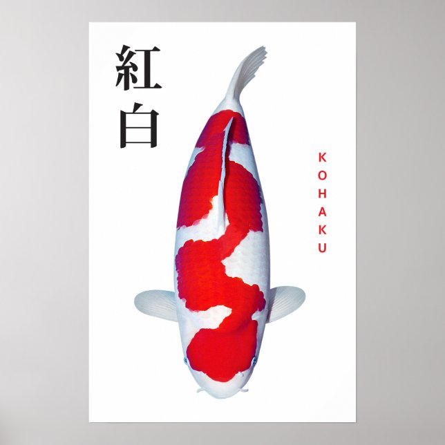 Poster Kohaku Koi Elegance (Front)