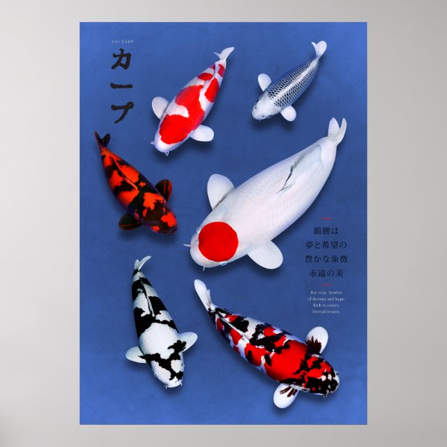 Poster Koi Elegance (Front)