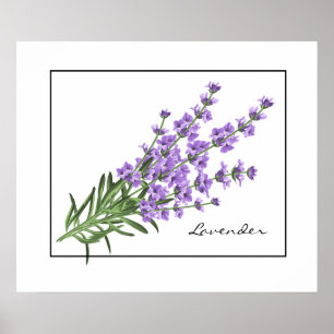 Poster-Lavender Poster