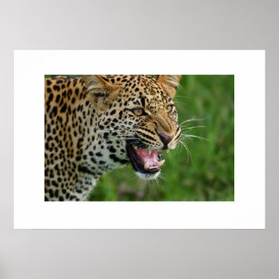 Poster Leopard