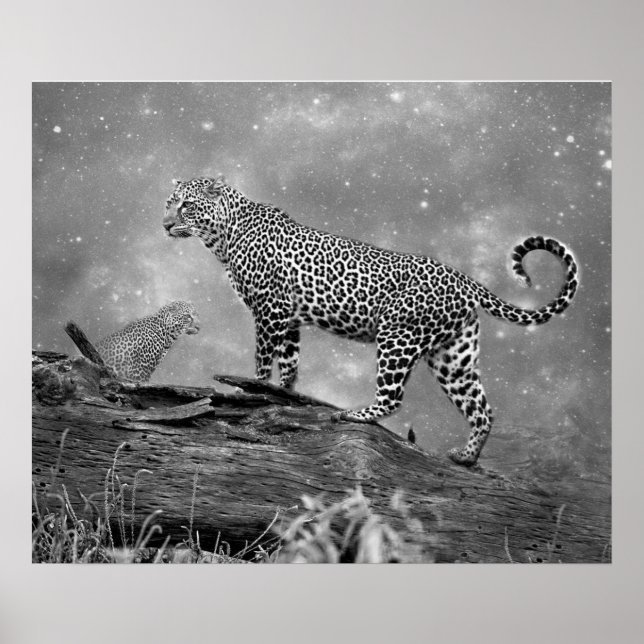 Poster/Leopards in Space Poster (Front)
