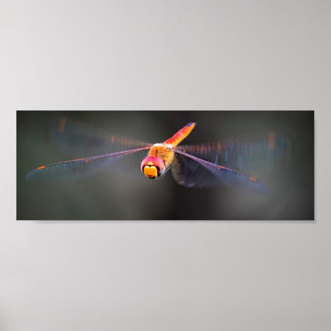 Poster Macro Dragonfly in flight (Front)