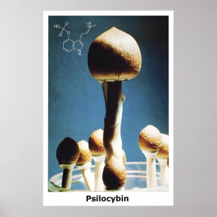 Poster Magic Mushrooms Psilocybin Chemical Formula