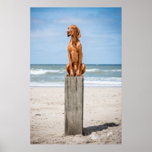 Poster Magyar Vizsla different sizes!!