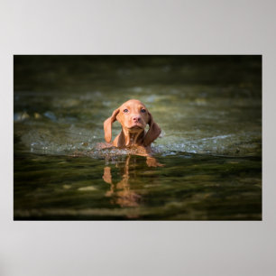 Poster Magyar Vizsla Puppy verschiedene Größen!!