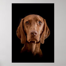 Poster Magyar Vizsla verschiedene Größen!!