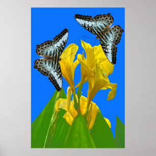 Poster Malaysian blue clipper butterflies on Canna