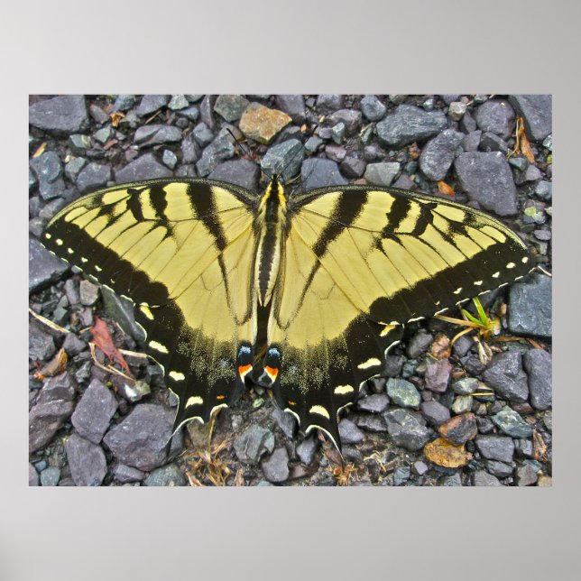 Poster Male Eastern Tiger Swallowtail Butterfly (Front)