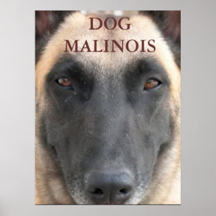 poster Malinese dog