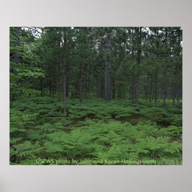 Poster / Michigan's Seney National Wildlife Refuge (Front)