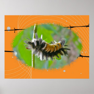 Poster Milkweed Tussock Moth Caterpillar